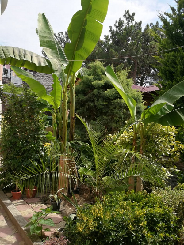 Гостевой дом «Банановый Рай»